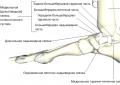Гимнастика для голеностопного сустава: упражнения ЛФК для голеностопа Тренировка голеностопного сустава
